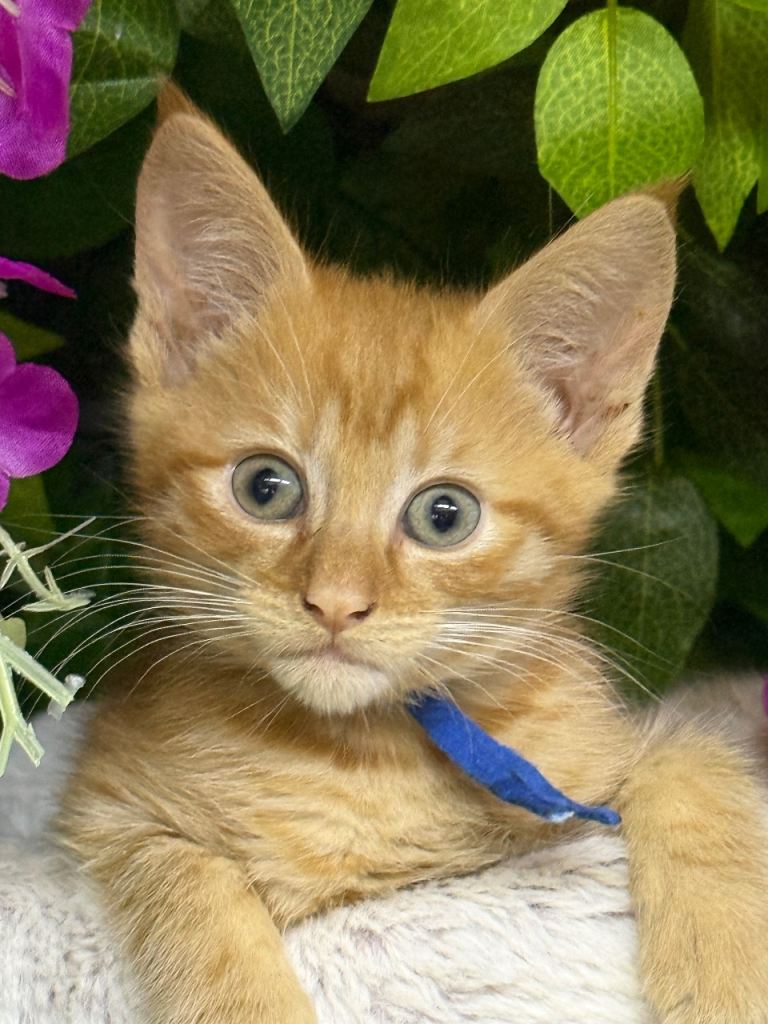 Mainecoon 