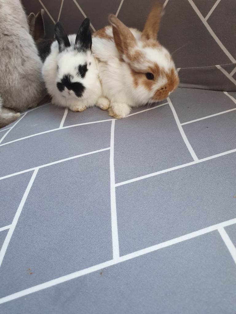 Rabbits for sale 