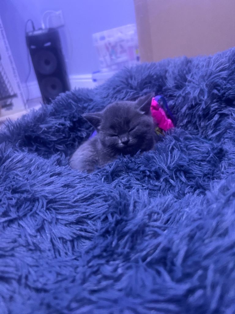 BSH kitten male to rehome ASAP