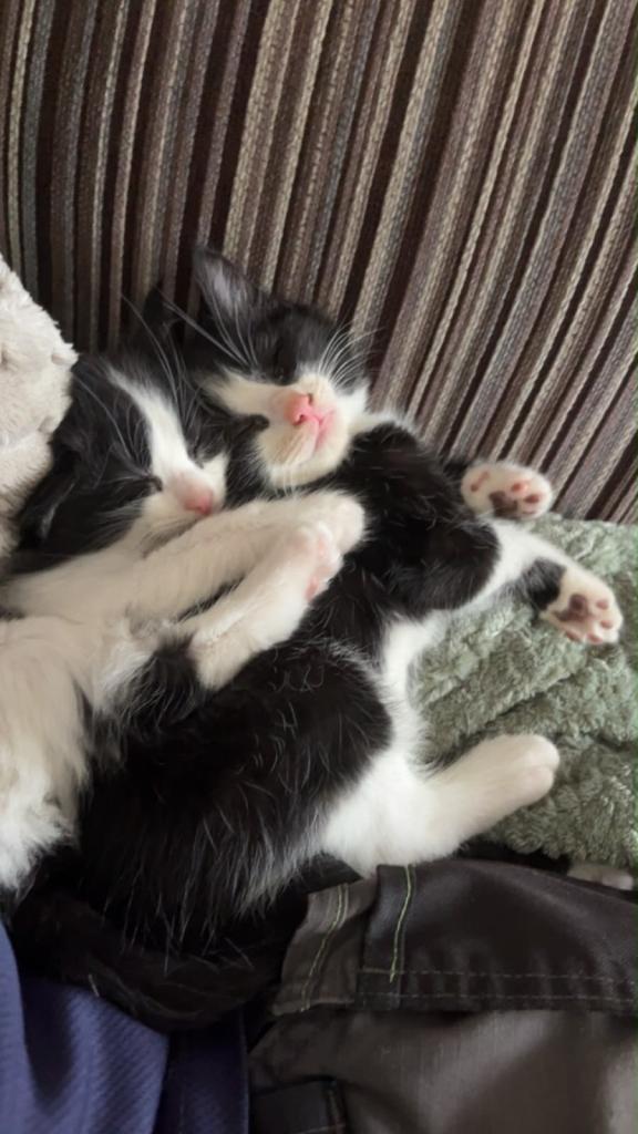 Kittens for sale 