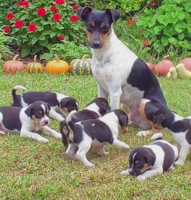 Jackrussell puppies 