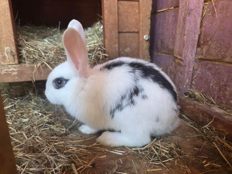 2 male baby rabbits for sale 