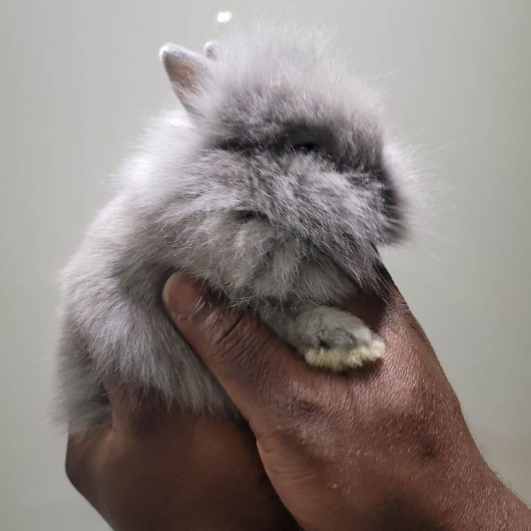 Mini Lop Rabbit 