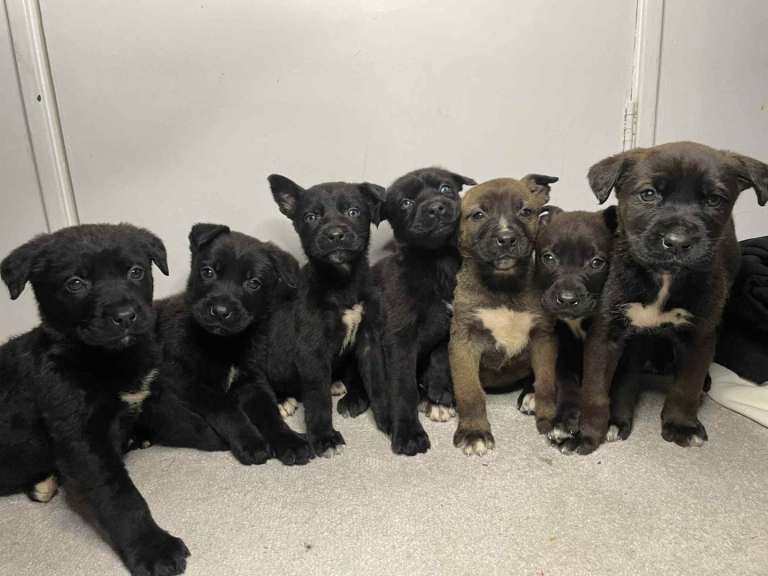 Cane Corso x Belgium millions 