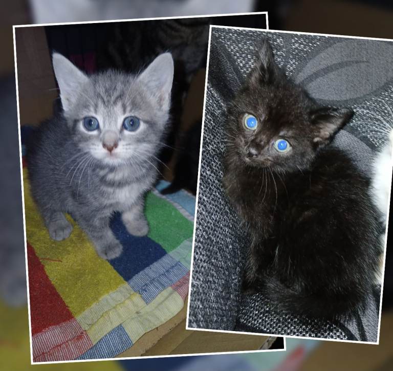 Kittens British Short Hair Bengal Cross