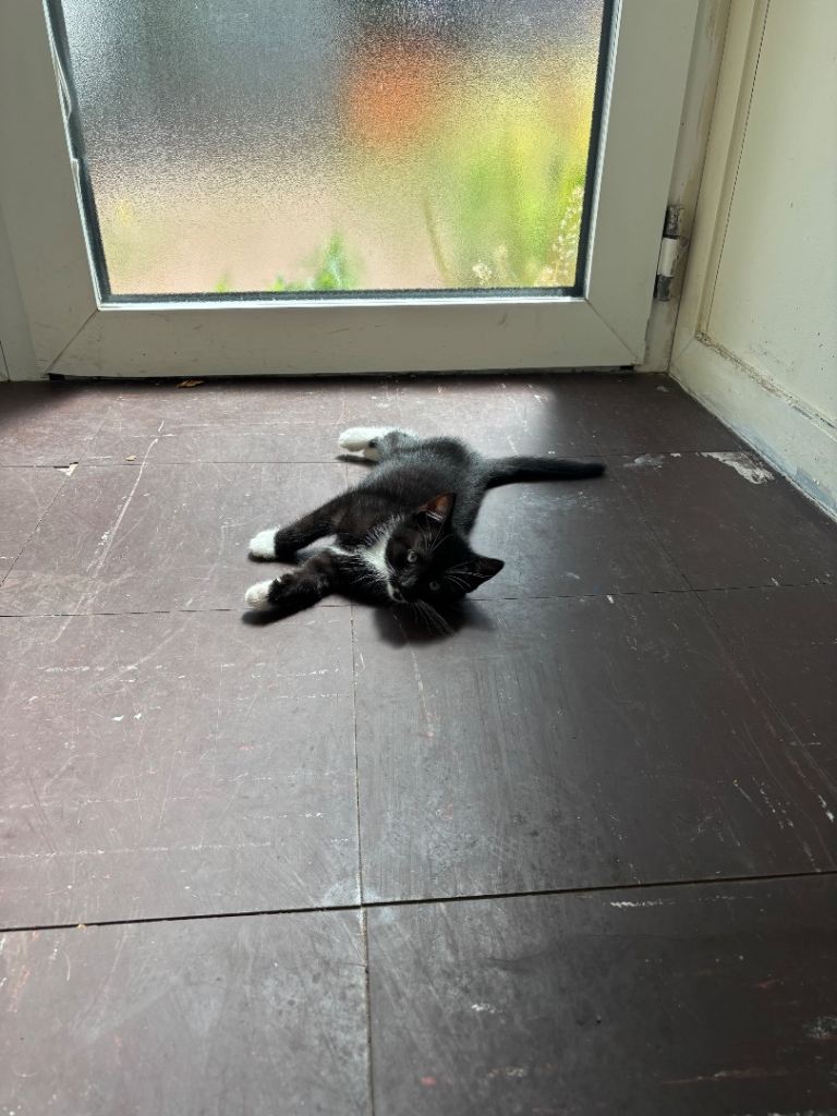 2 kittens need a forever home 