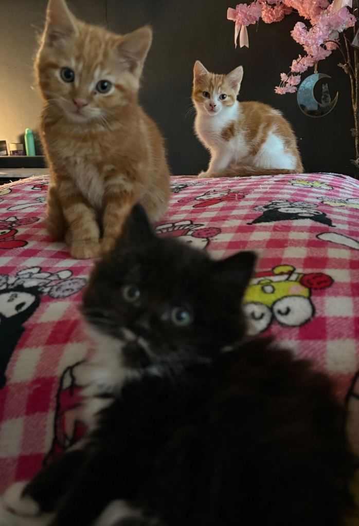 9 week old kittens 