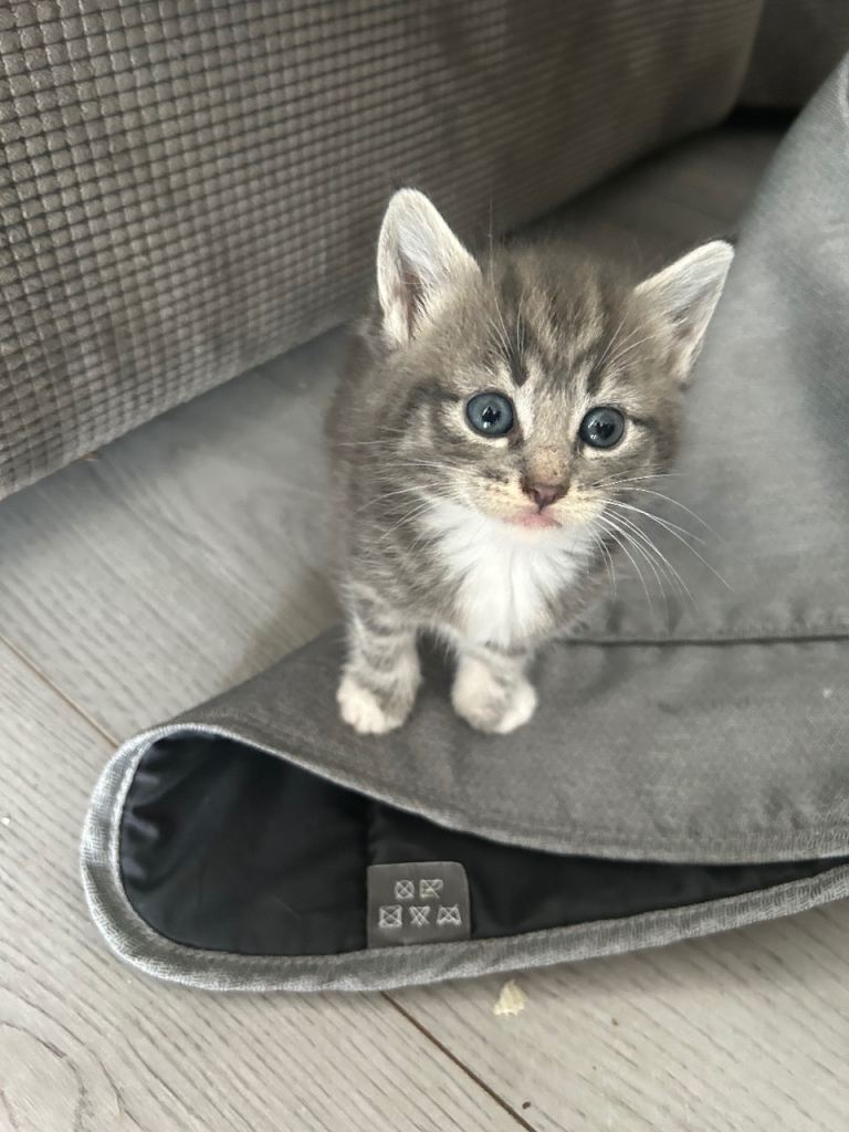 Maine coon X kittens 