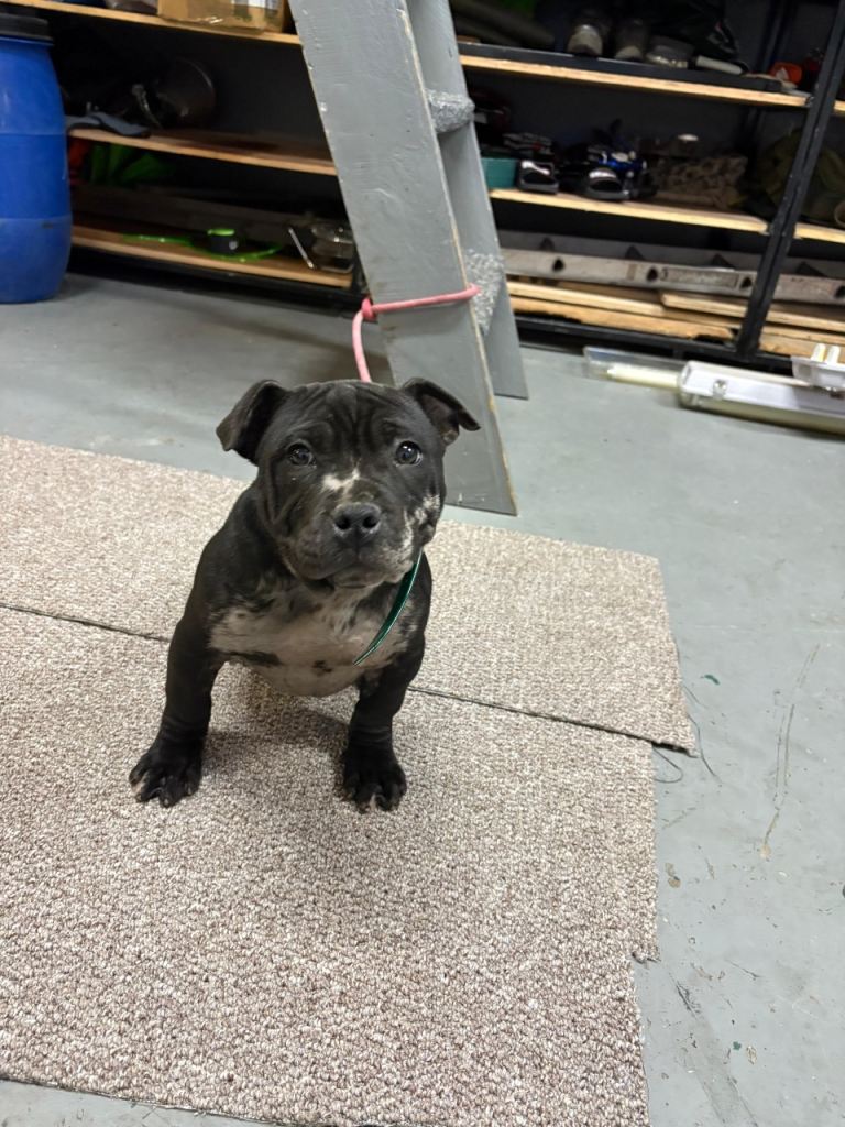 Staffordshire bull terrier 