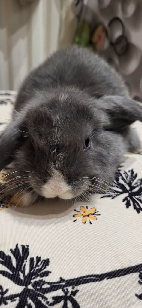 Beautiful Mini lop looking good a home