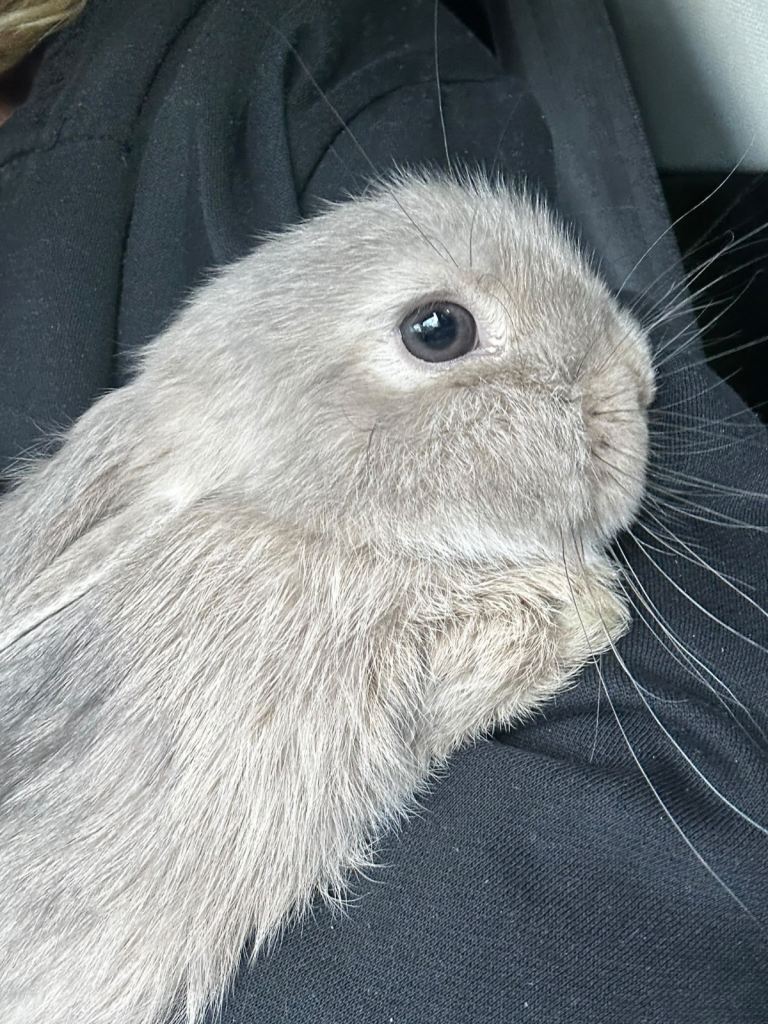  Rabbits bunny for sale 