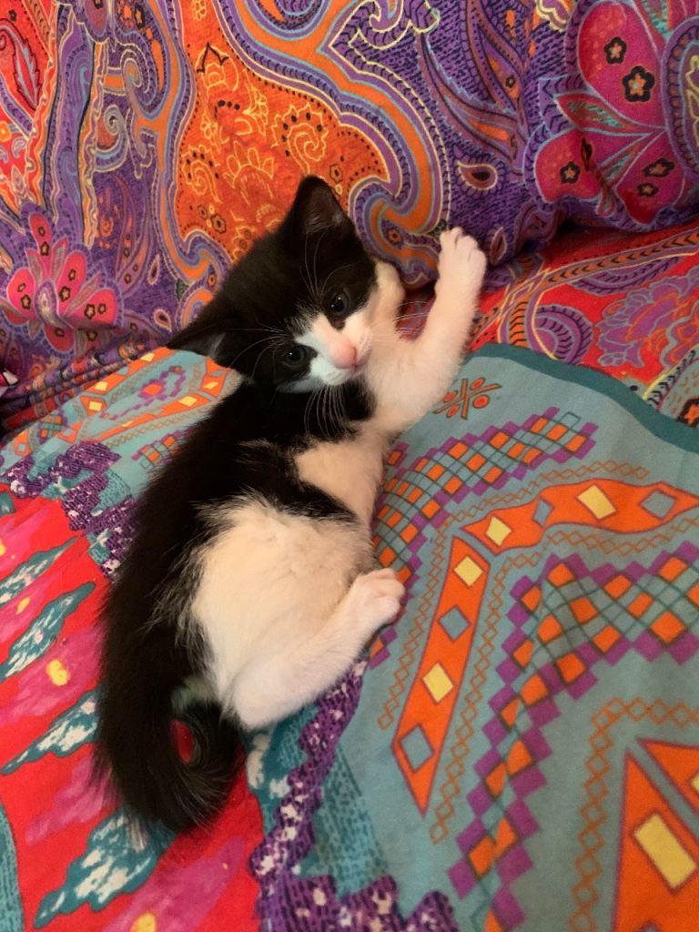 Kittens 