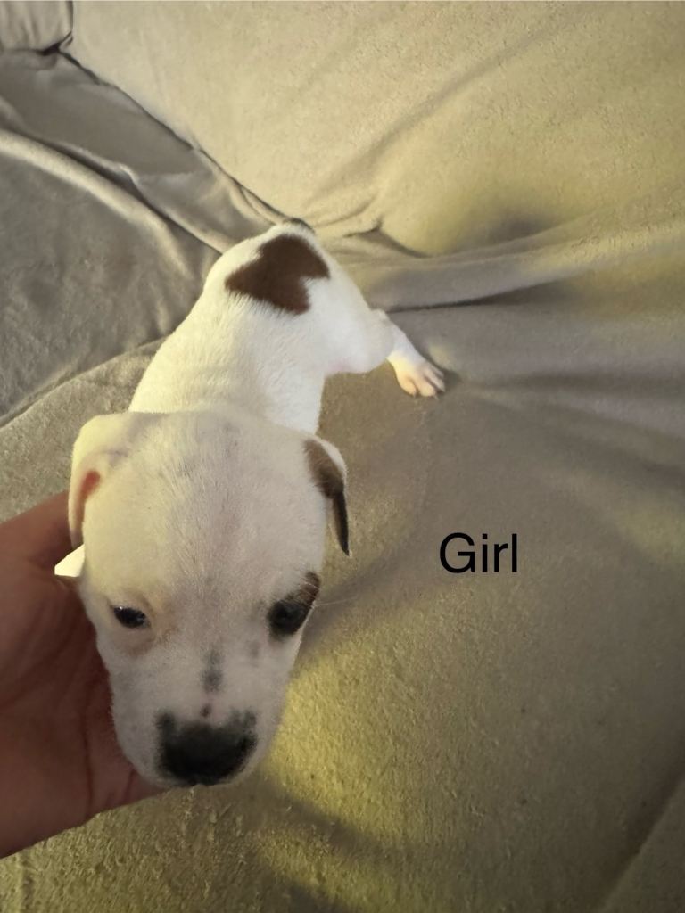 Staffordshire bull terrier puppies