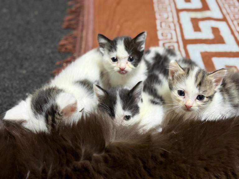 😍🐱 Super Cute Kitten – Ready for a Forever Home – Only £80!