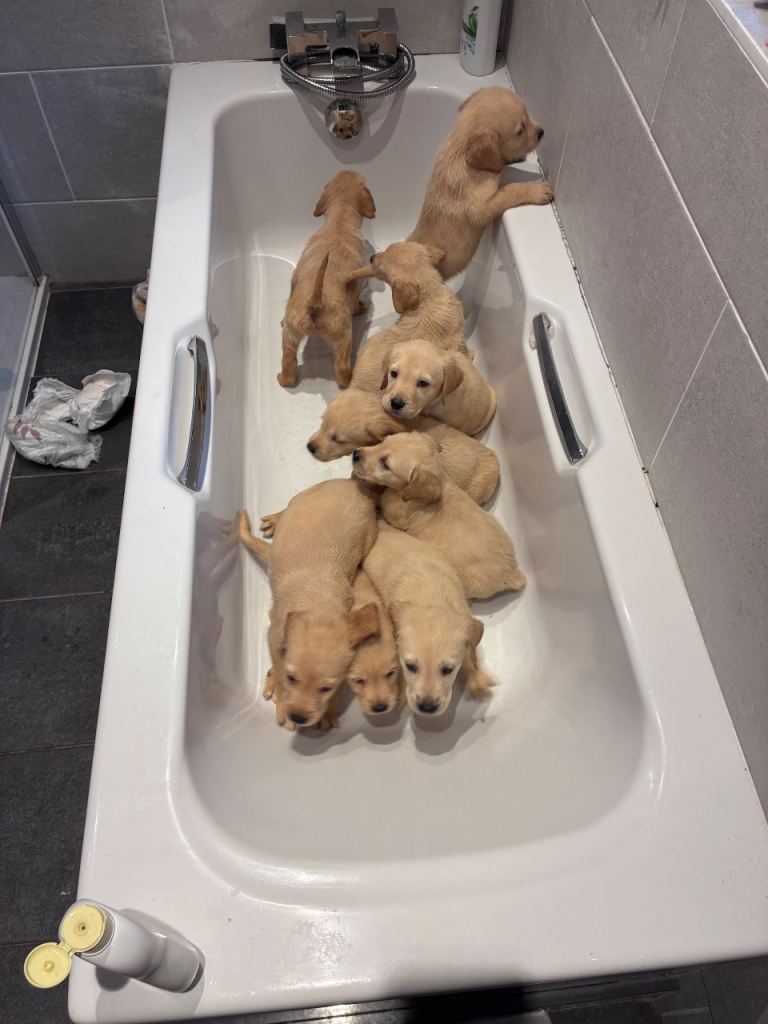 Labrador x golden retriever ( goldador)