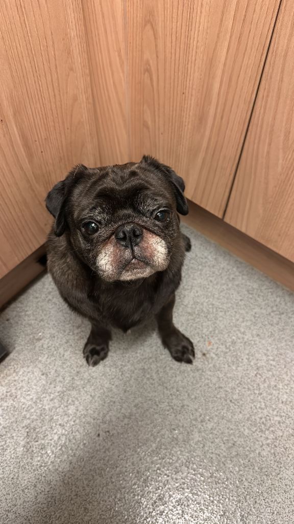 KC registered Pug, 7 years old male