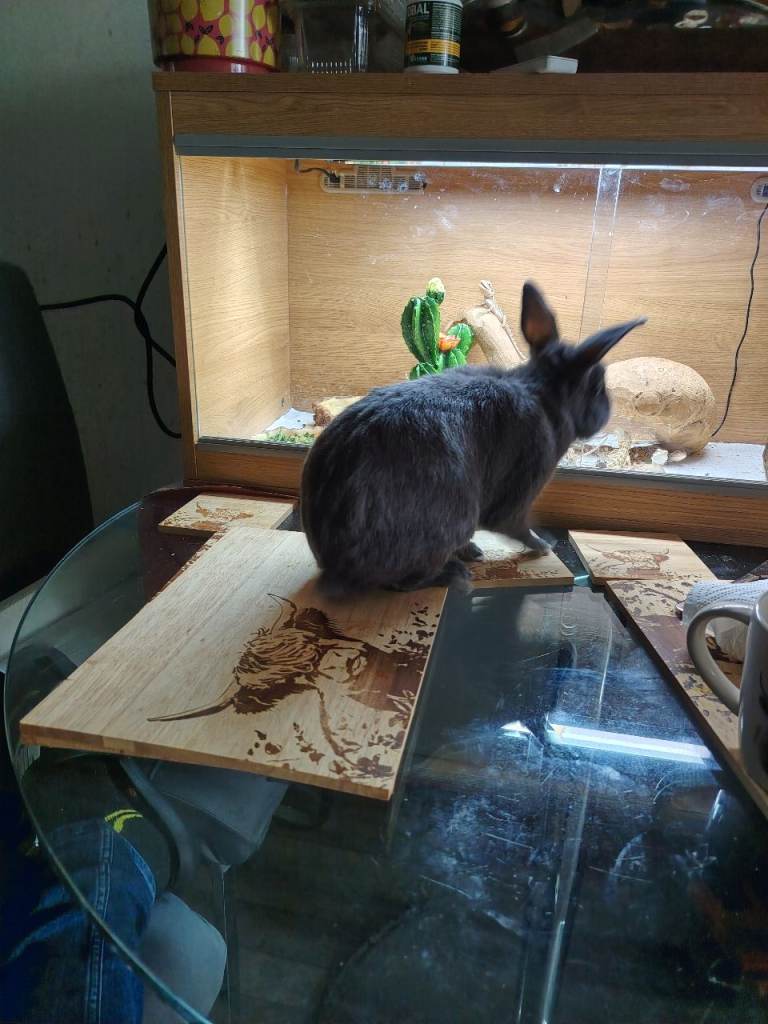 1 Year old Netherland dwarf cross mini lop