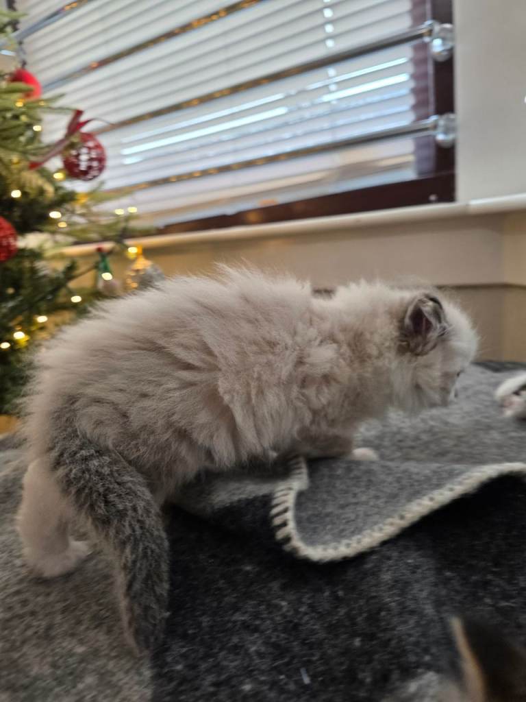 Beautiful Fluffy White Male Ragdoll Cross Kitten – £650 – Glasgow 🤍