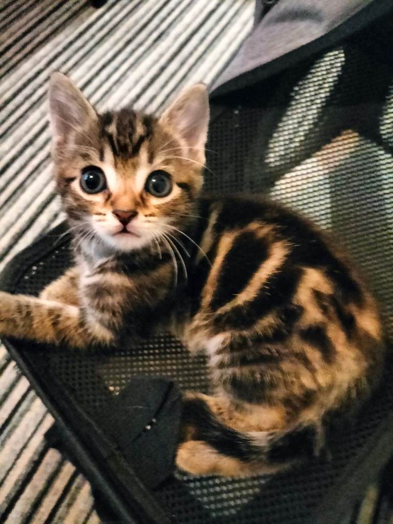 5 Beautiful Tabby Kittens