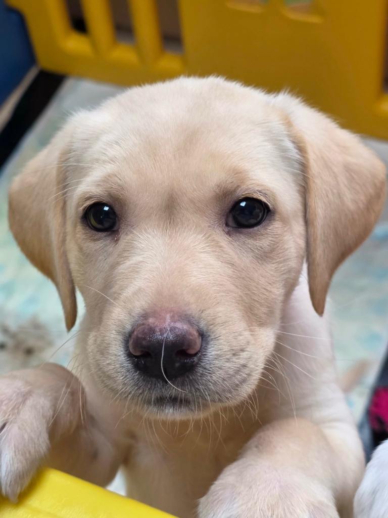 🐾Puppies ready to leave now. 2 girls still available.