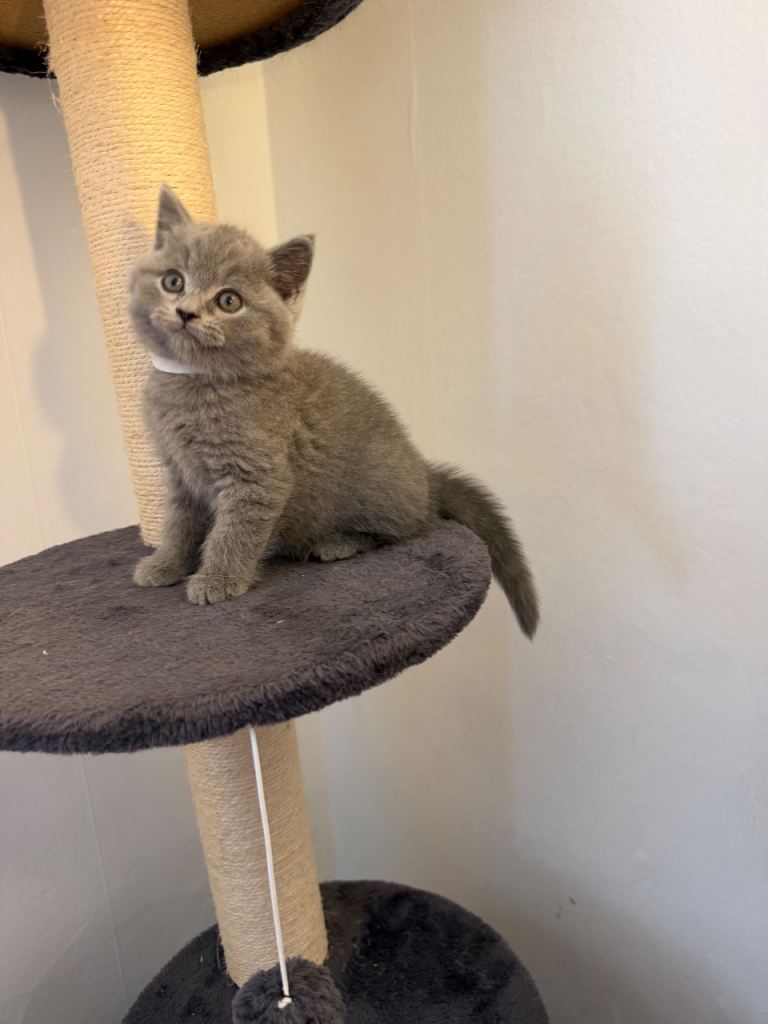 British shorthair kitten