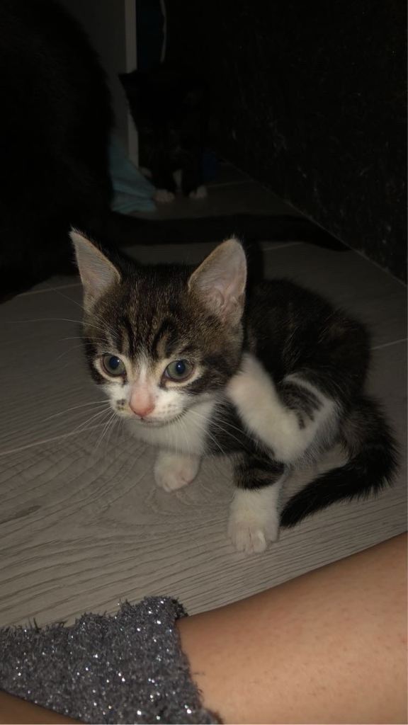 Kitten