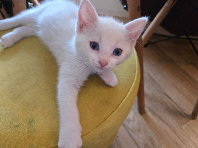 Lovely white kittens 