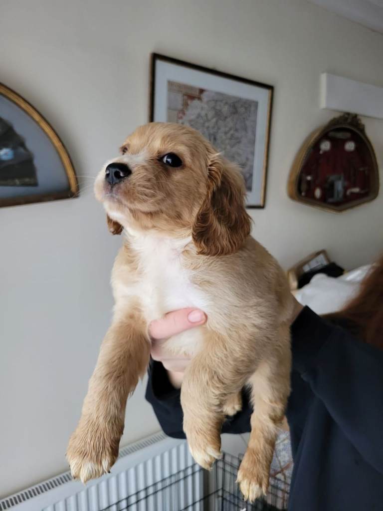 🐶 Cocker Spaniel Puppies for Sale 🐶