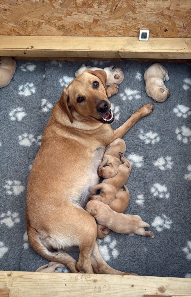 Kc reg Fox red labrador puppies