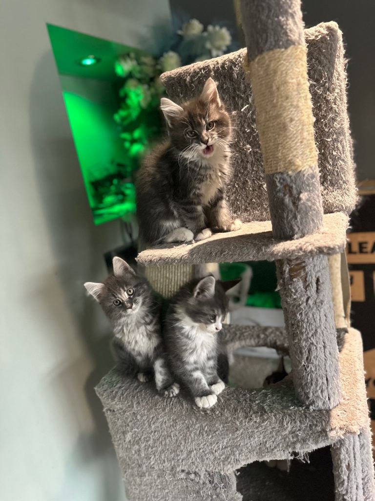 10 week old kittens gccf full pedigree 