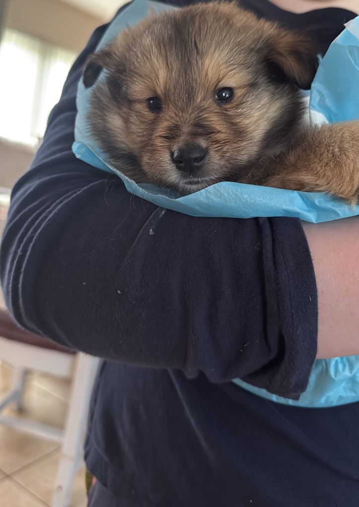 Rough collie x golden retriever pups