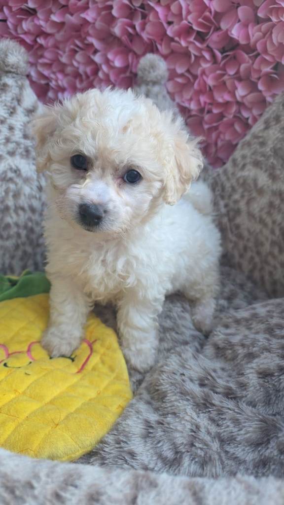 Bichon frise  1 boys left
