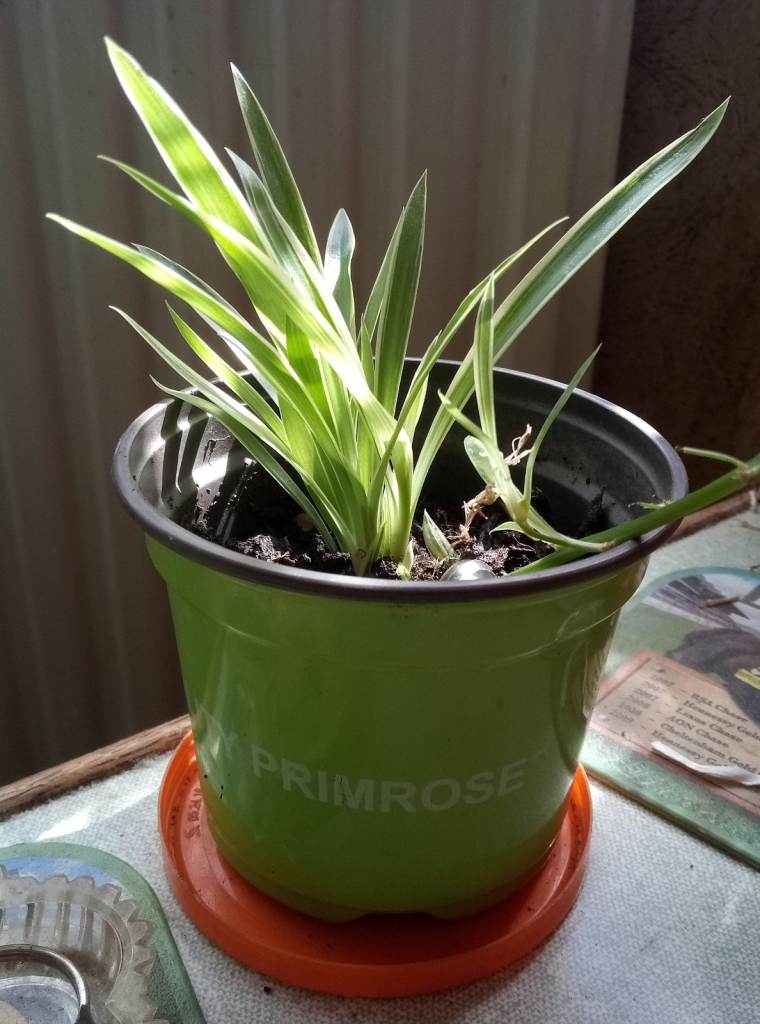 Healthy Spider Plant in Green Pot
