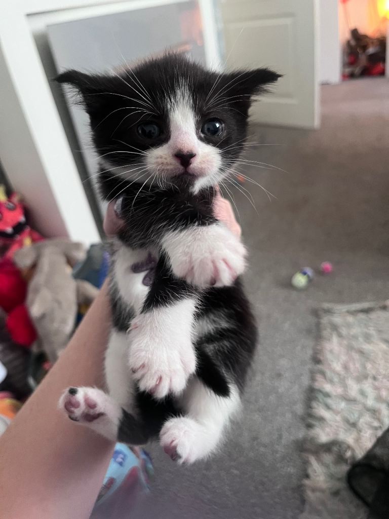 Kittens for sale 