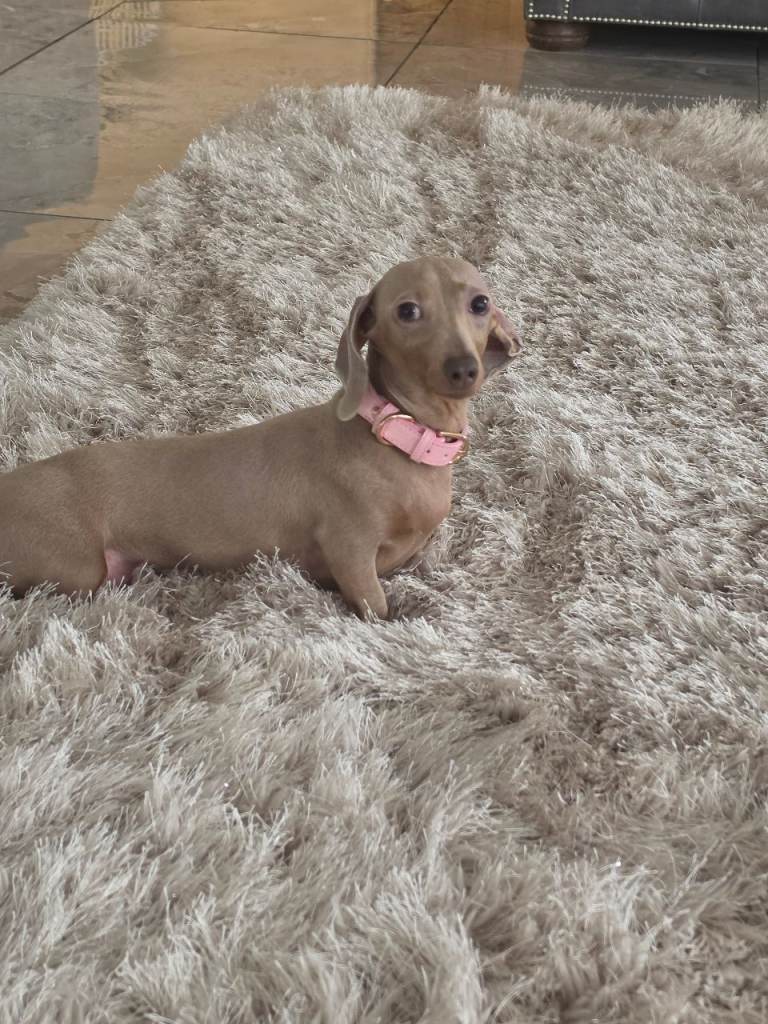 Very small miniature daschund dapple girl 5yr