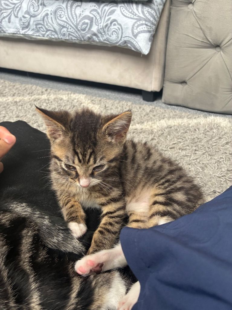 Grey Tabby kitten