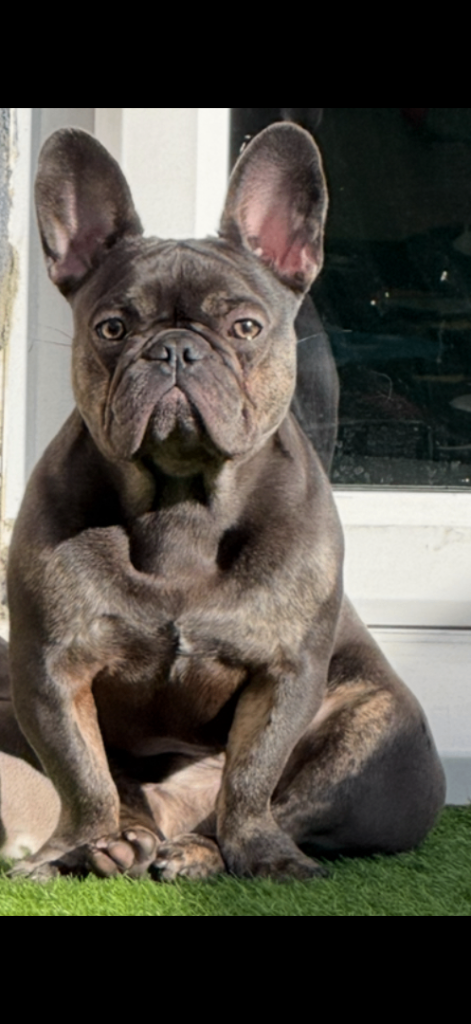 French bull dog 