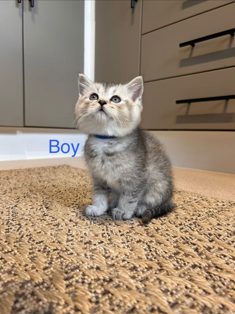 Little buddys ready for forever home