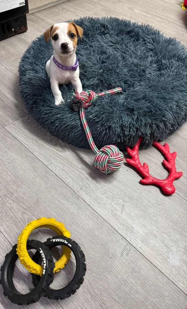 8 Week Old Jack Russel Puppies 