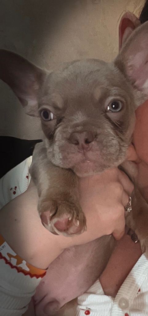 French bulldog 