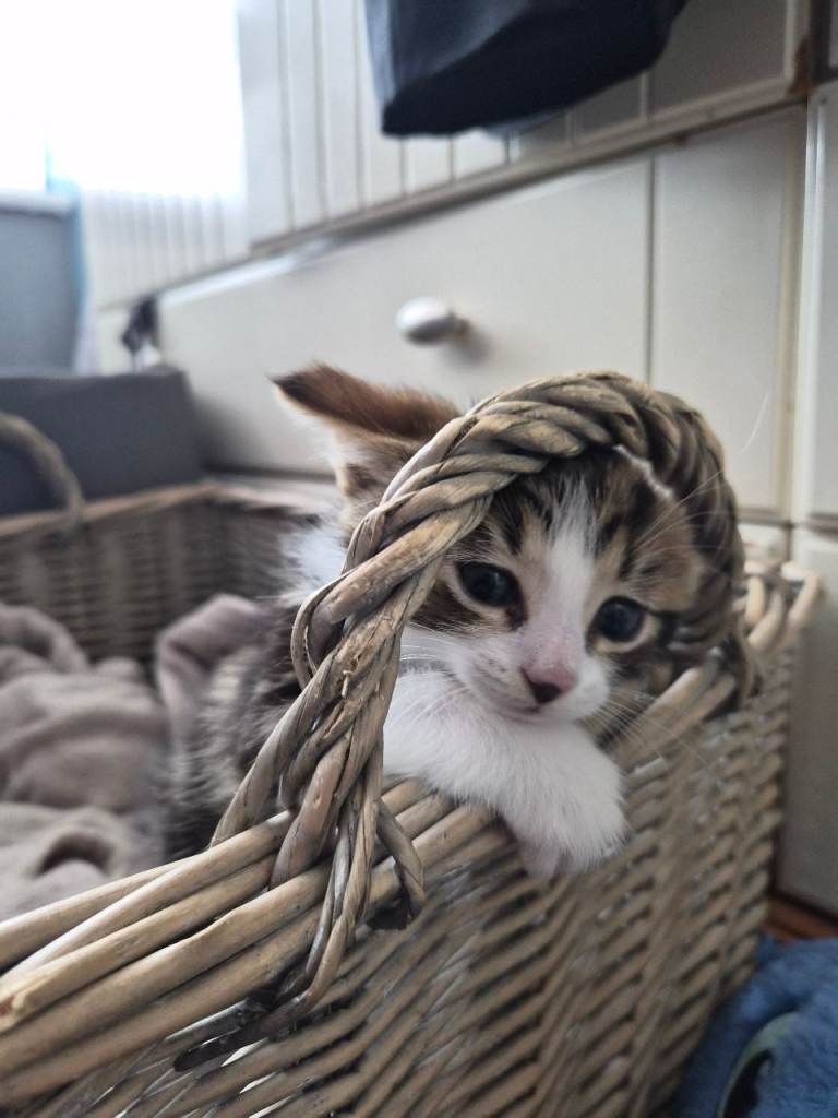 Kittens