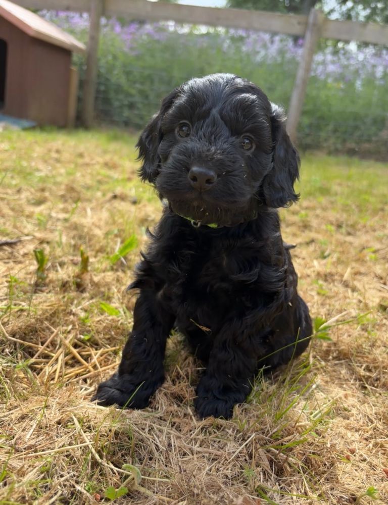 F1 cockapoo puppies 