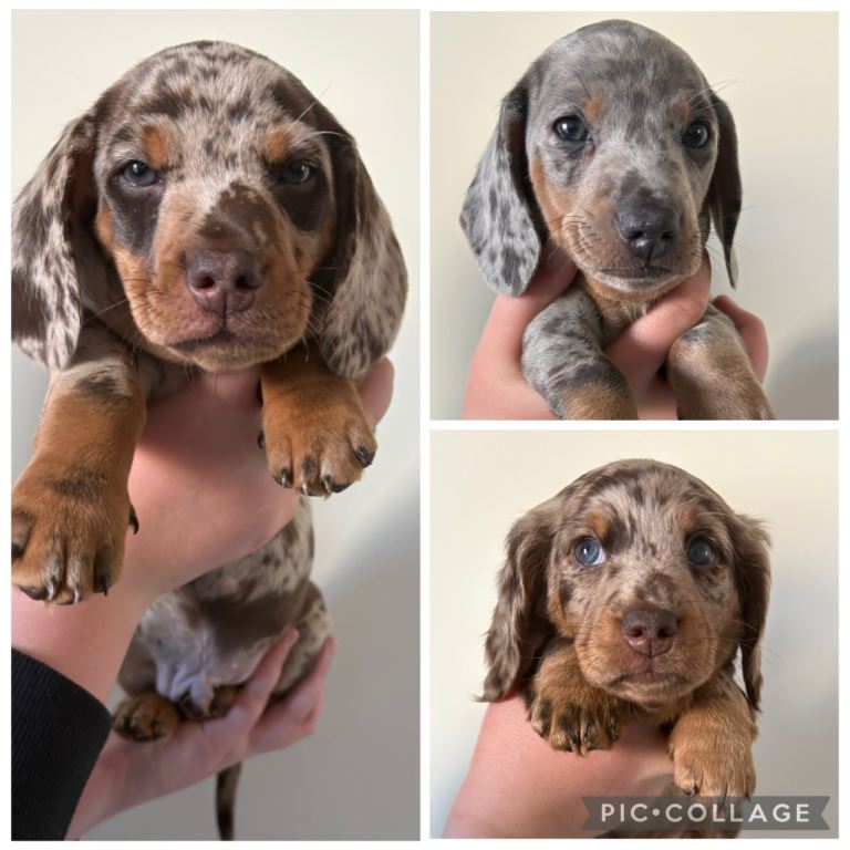 Dachshund puppies 
