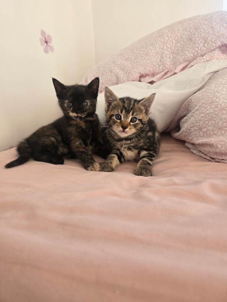 2 beautiful kittens for sale