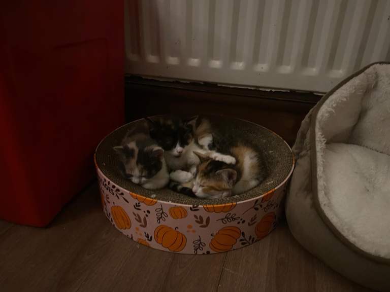 Male and female kittens