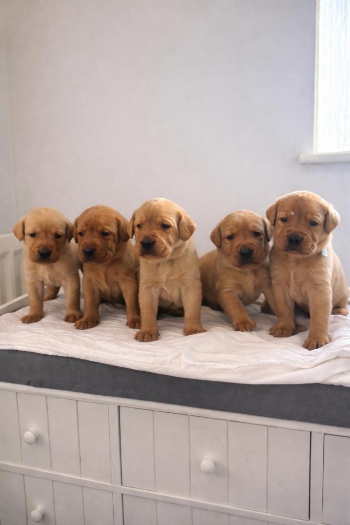 Chunky fox red labradors 