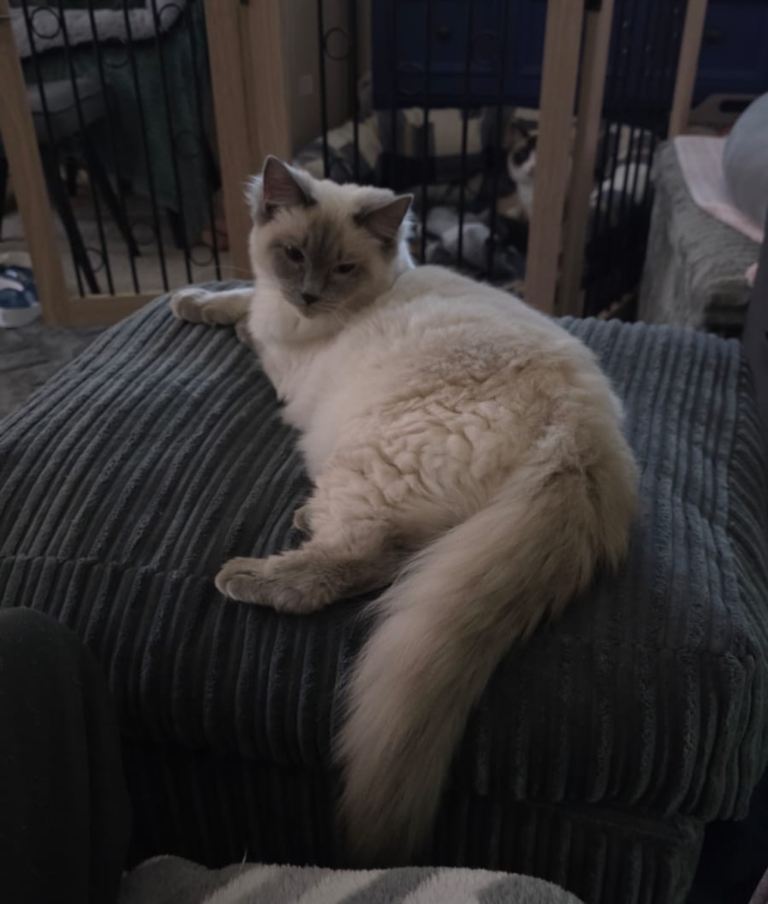 Beautiful Ragdoll Baby 3 Months Old For Sale 