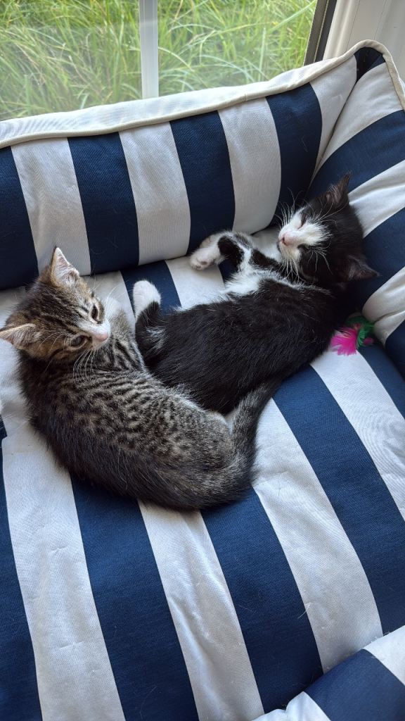 2 beautiful kittens - ready for their forever home