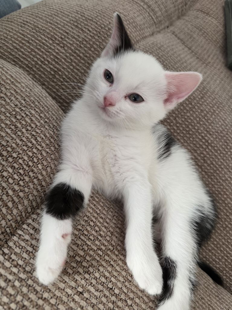 One female kitten