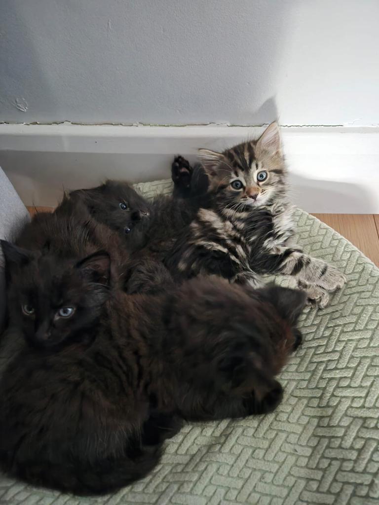 5 beautiful hypoallergenic Siberian kittens 